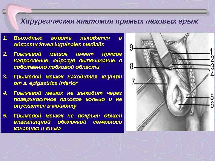 Операция при пупочной  грыже у поросенка