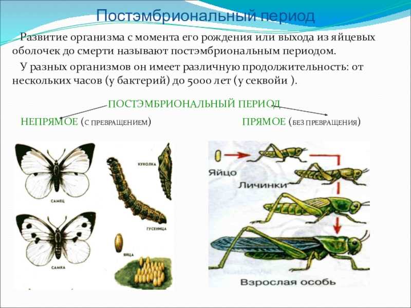 Этапы постэмбрионального развития человека - прямое постэмбриональное развитие