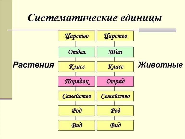 Систематика растений - основы, системы и значение — природа мира