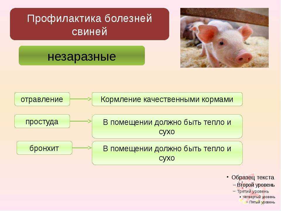 Распространённые болезни свиней: симптомы, лечение и профилактика