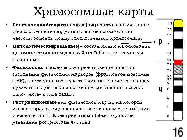Генная карта - abcdef.wiki