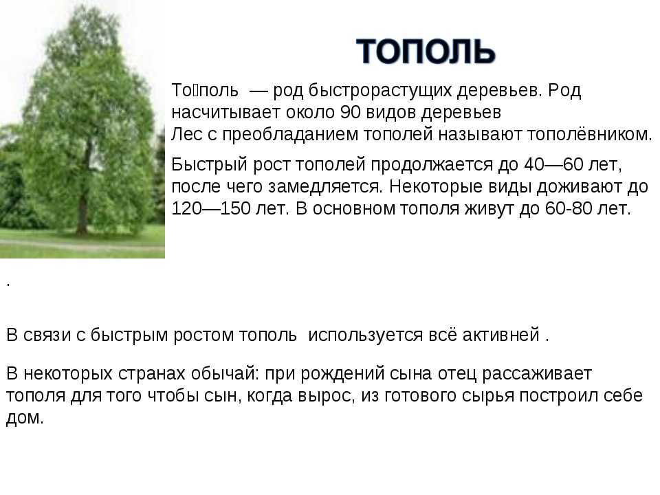 Разбор слова «осокорник»