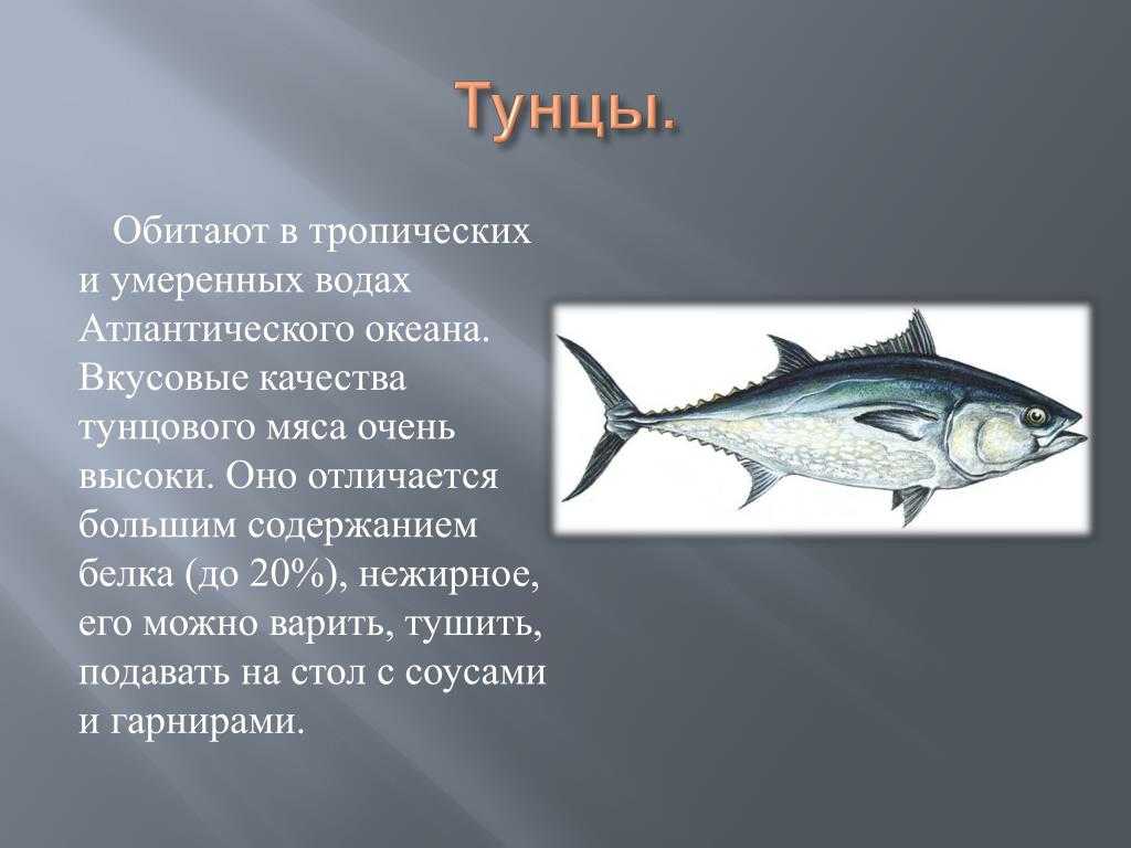 Кальмар где обитает. кальмары — интересные факты