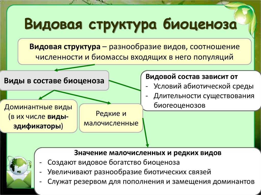(решено) на фотографии изображён участок густого елового леса. выберите верную характеристику этого биоценоза:можно часто увидеть птиц, питающихся плодами... | chatgpt в россии