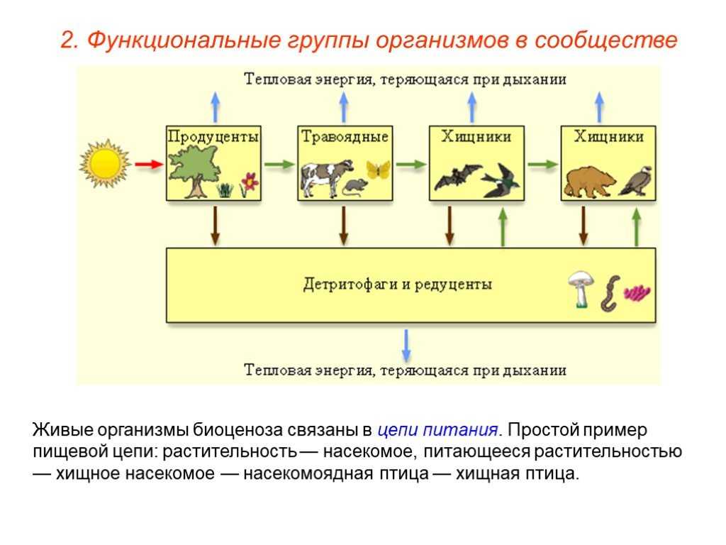 Примером действия какого фактора является вытаптывание животными растений на тропинках, ведущих
