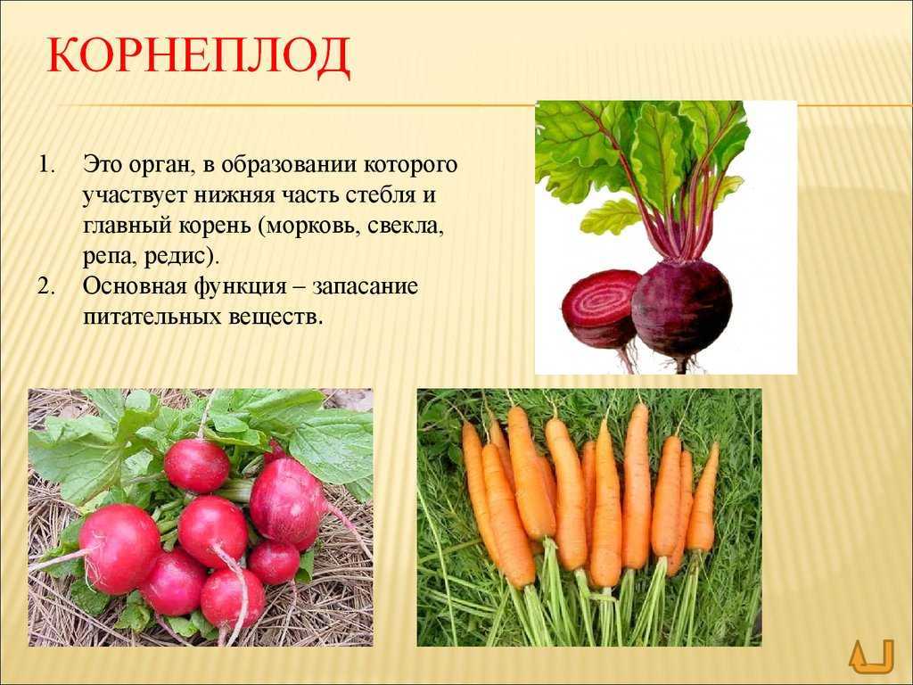 Корнеплоды