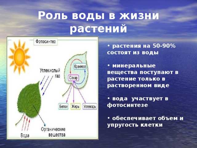 Как свет, тепло и вода влияют на рост и развитие растений: основные факторы успеха