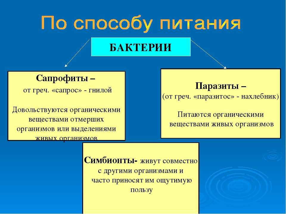 Сапрофиты и паразиты: что это и чем они отличаются