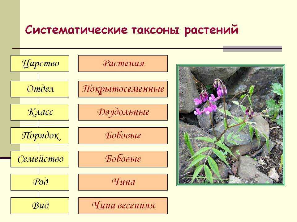 Номенклатура бинарная. бинарная номенклатура линнея
