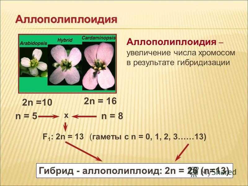 Полиплоидия: все о автополиплоидах, аллополиплоидах и анеуплоидах