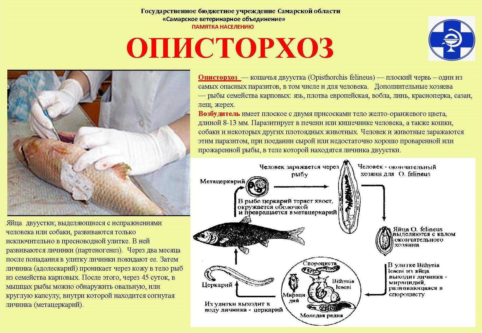 Вирусные болезни рыб