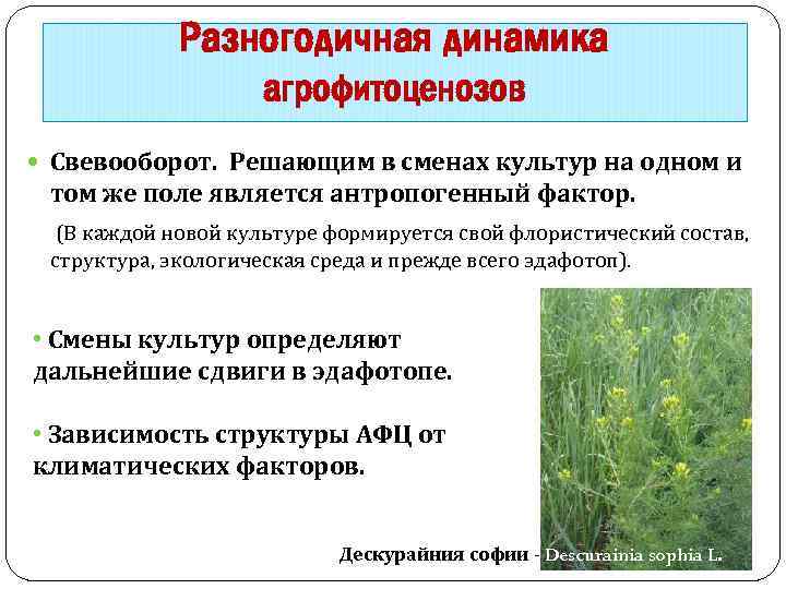Чина посевная
