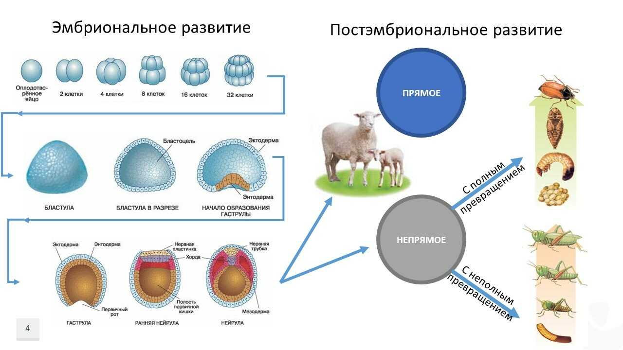 Органическое и контролируемое полом