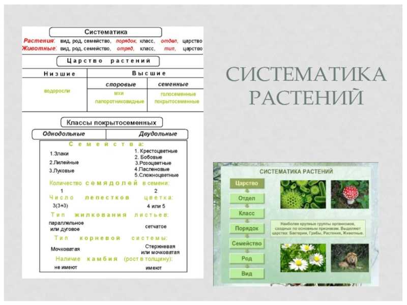 Виды plantarum - abcdef.wiki