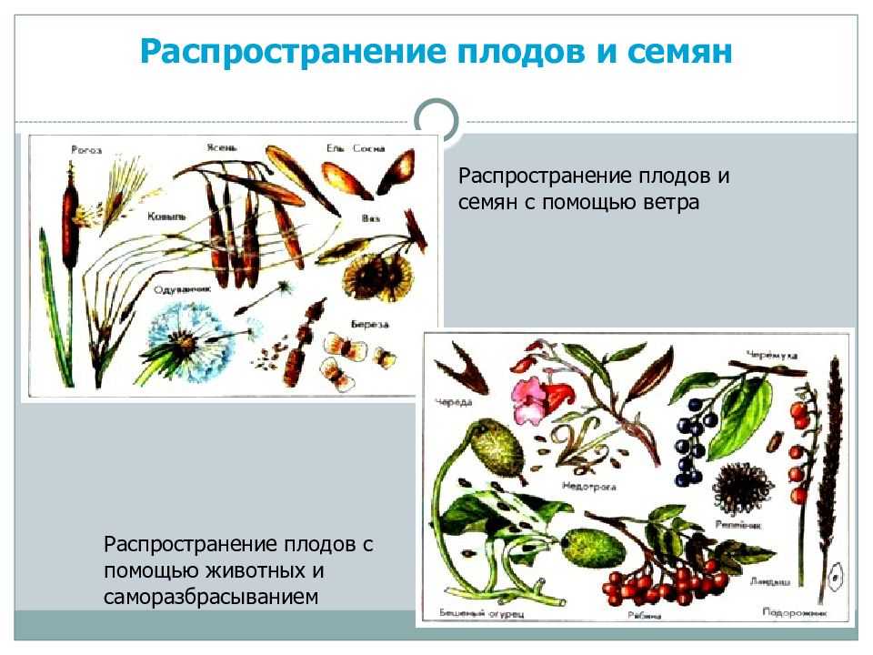 Плод