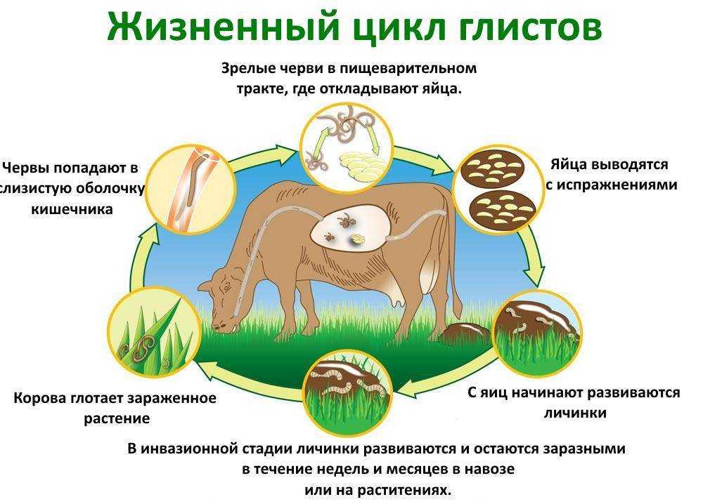 Хозяева и локализация паразитов . реферат. медицина, физкультура, здравоохранение. 2010-07-14
