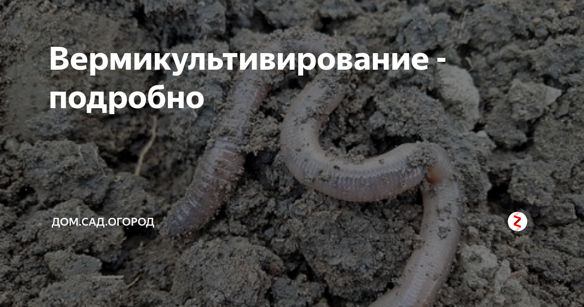 Книга дождевые черви для повышения урожая читать онлайн бесплатно, автор виктор горбунов – fictionbook