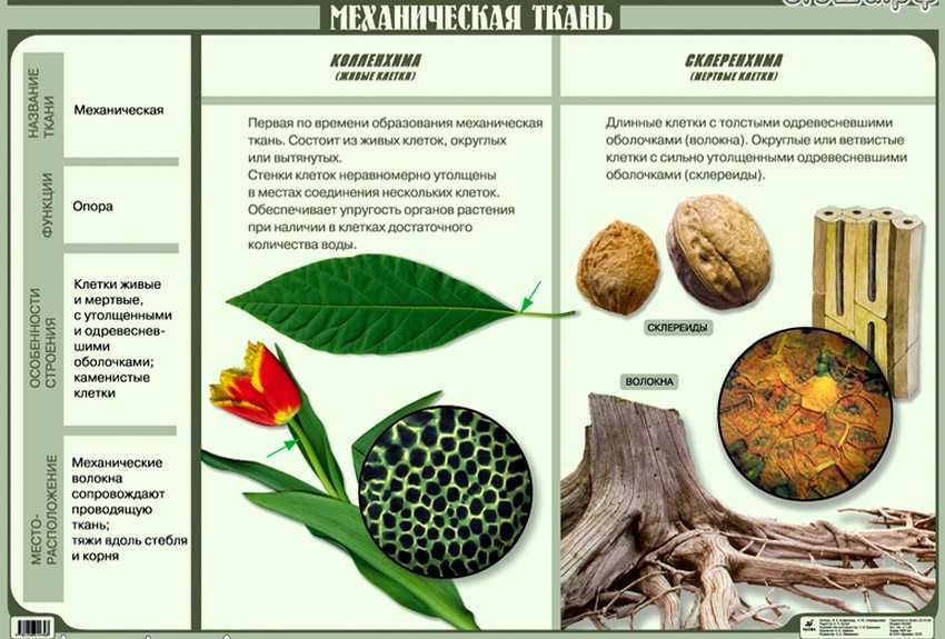 Основные типы тканей растений и их функции | 6 класс | биология