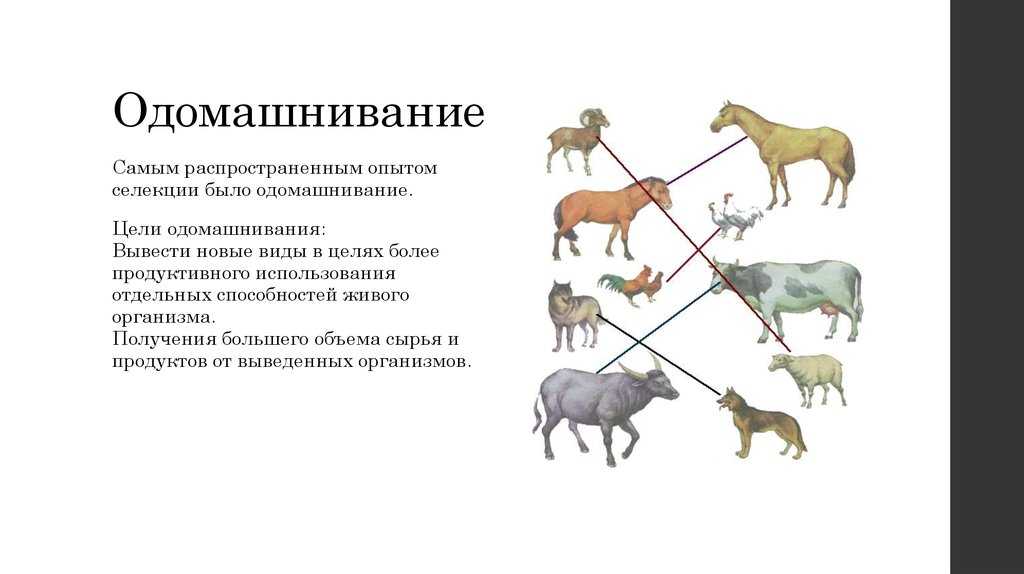 Одомашнивание или как человек менял животных