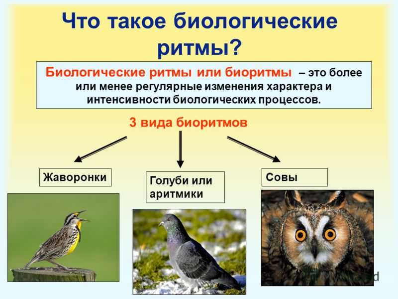 Суточные и сезонные ритмы птиц