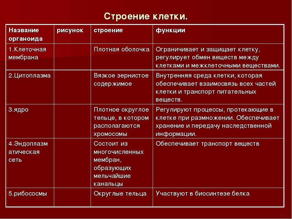 Основные положения клеточной теории строения организмов - сайт по биологии