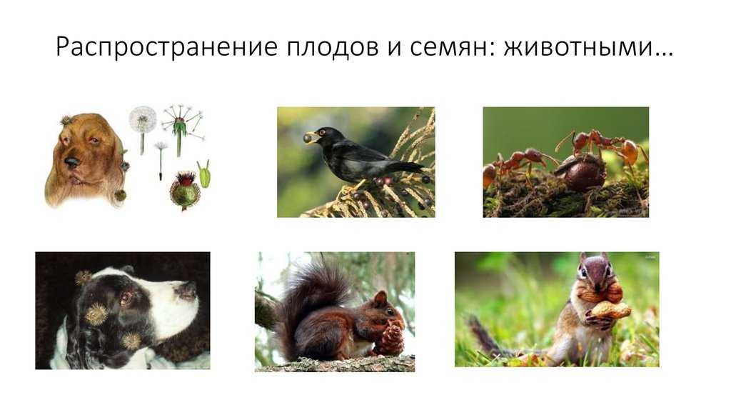 Птицы-помощники в борьбе с вредителями