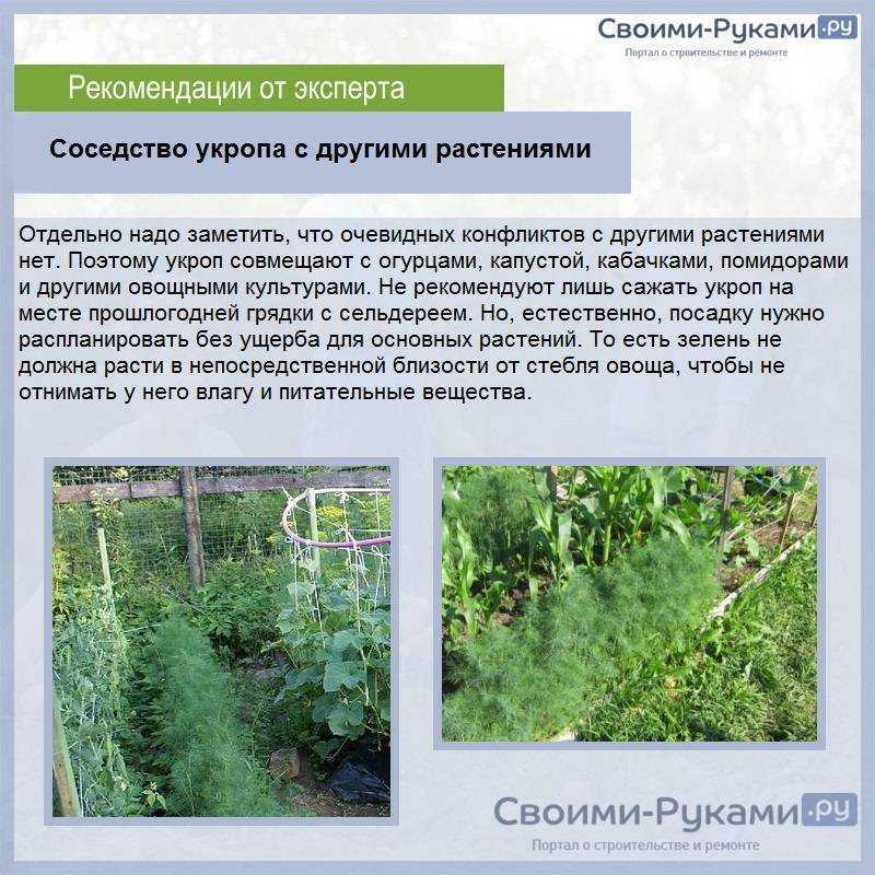 Когда сажать укроп в открытый грунт и не только: до каких чисел можно сеять семена весной, и сроки посадки под зиму и время посева во второй раз летом
