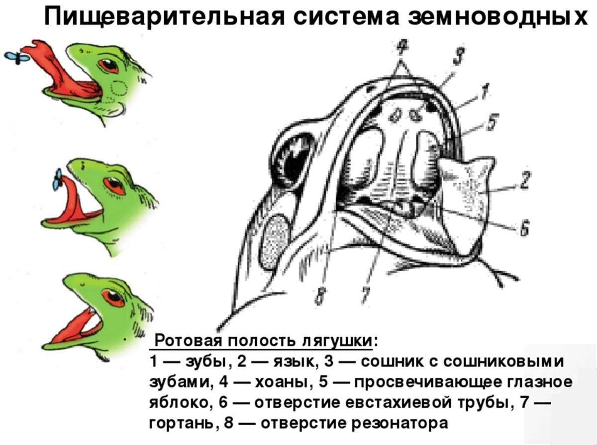 Кто обладает лучшим слухом среди животных: интересные факты и особенности