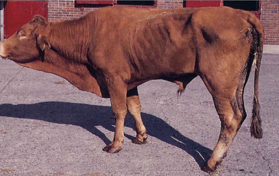 Фасциолез коров (глисты в печени): симптомы, лечение, профилактика | агропромышленный вестник