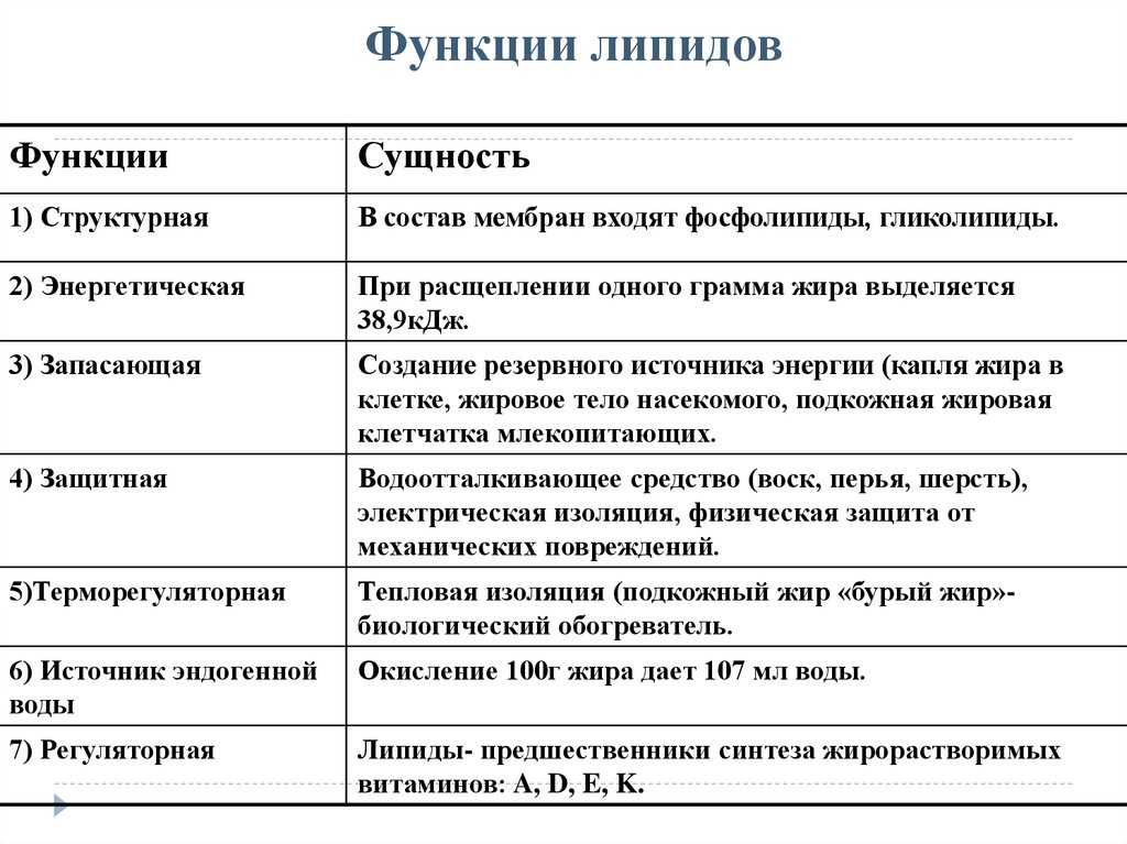 Особенности анатомии человеческого тела: подробный разбор строения и функций