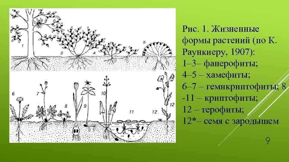 Жизненные формы растений