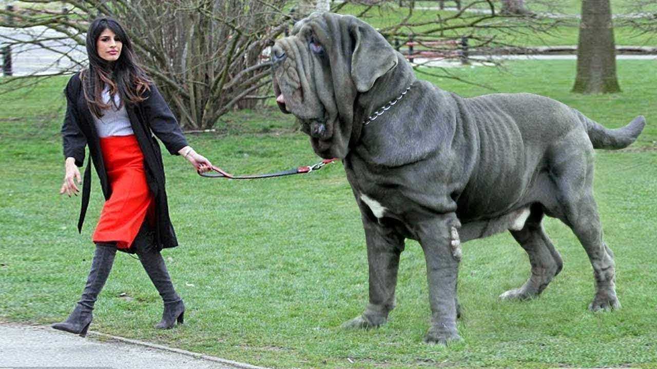 Самые большие животные в мире