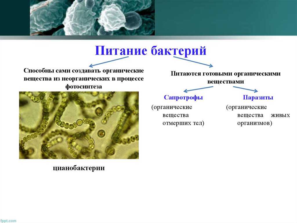 Археозой - царство бактерий на сайте игоря гаршина