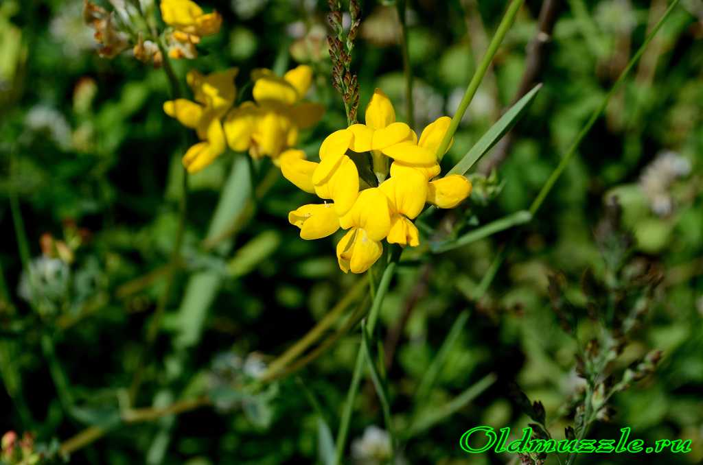 Лядвенец рогатый - lotus corniculatus - описание таксона - плантариум