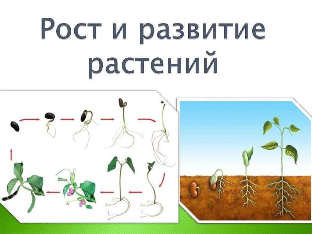 Боковые корни возникают благодаря активности. образование боковых корней. корень, его функции. типы корней и корневых систем