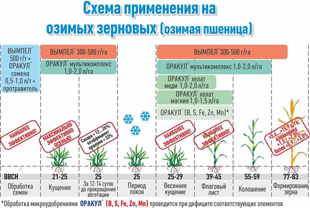Методы и специальные направления селекции яровой пшеницы