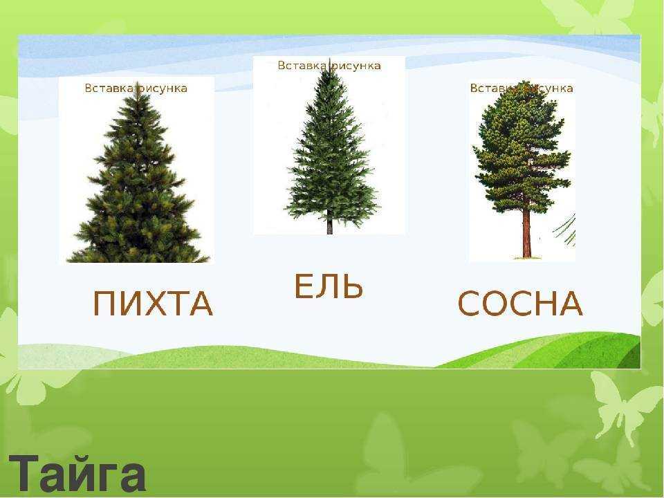 Пихта - интернет-журнал «живой лес»