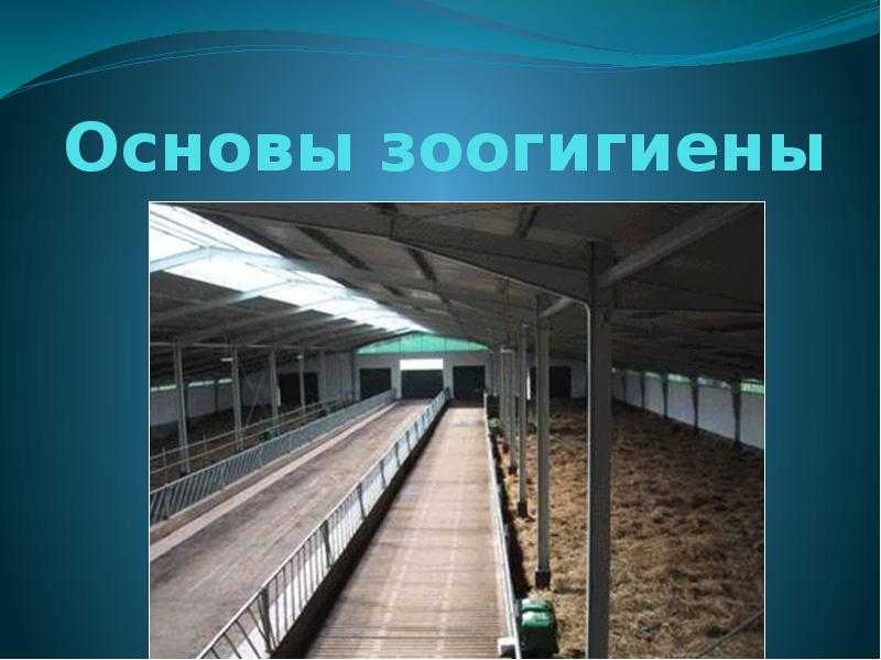 Общие зоогигиенические требования к транспортировке скота