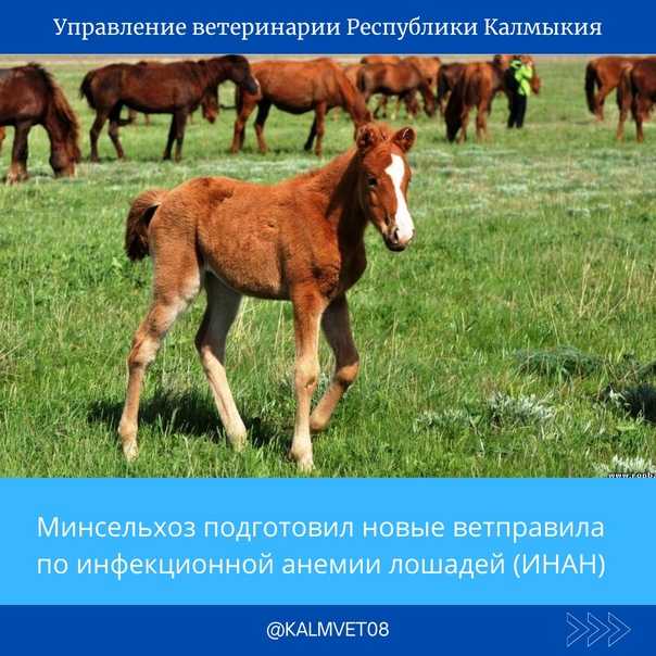 Вирус инфекционной анемии лошадей