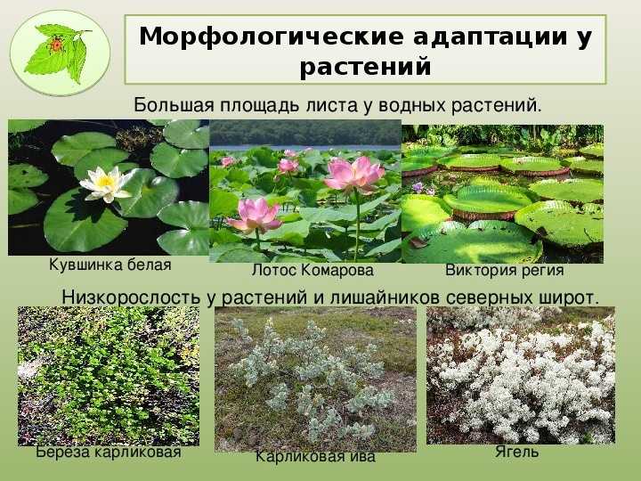 Побег. основной орган растения