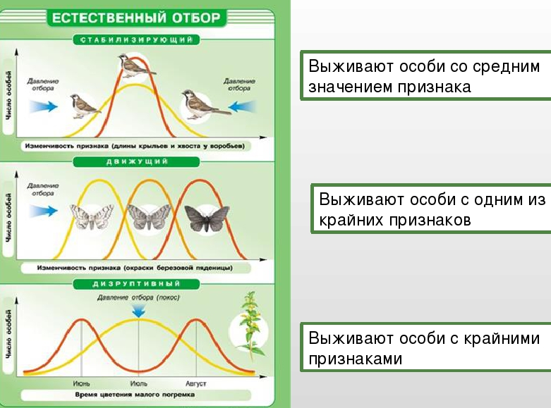 § 46. движущие силы эволюции: естественный отбор и его формы