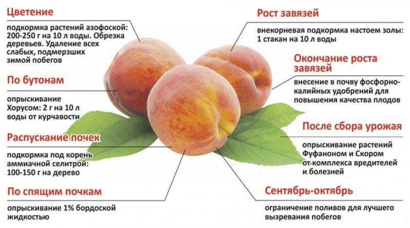 Рекомендации по посадке абрикоса весной