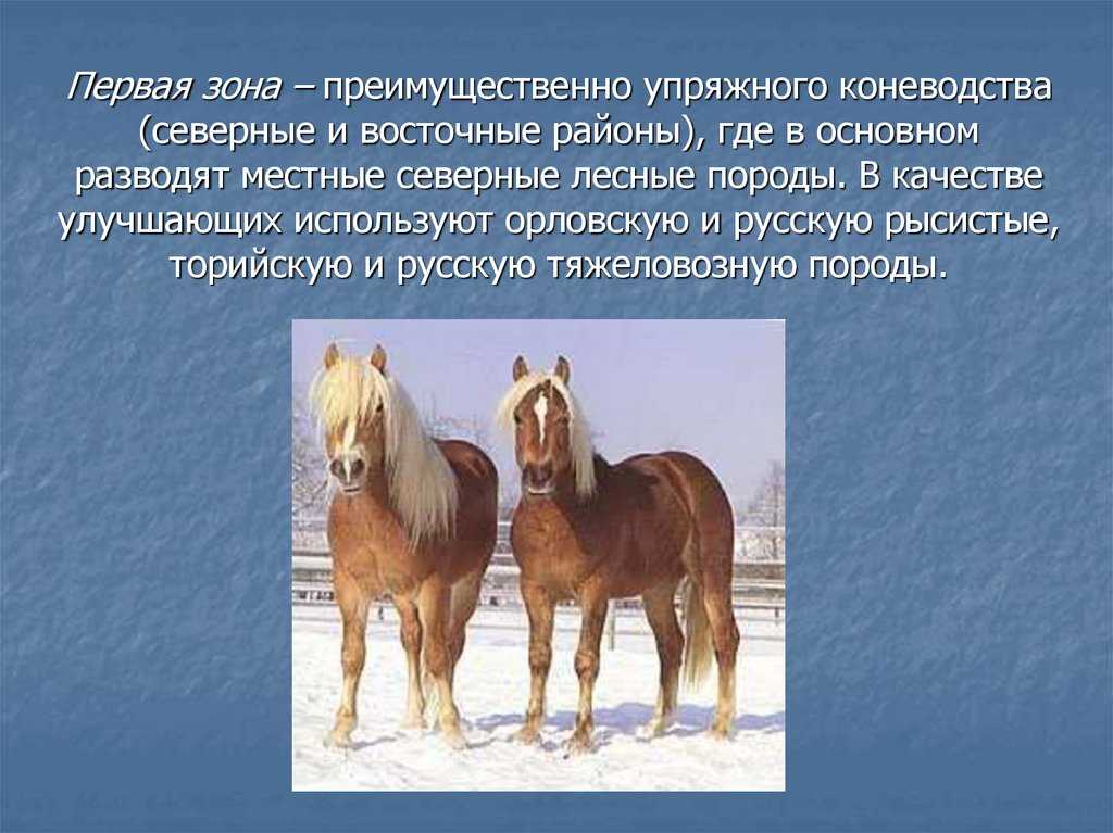Принципы племенной работы в животноводстве  и её особенности при разведении различных видов сельскохозяйственных животных и птицы