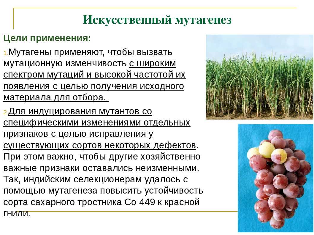 Индуцированные мутации бактерий. химический мутагенез. радиационный мутагенез. типы мутаций.