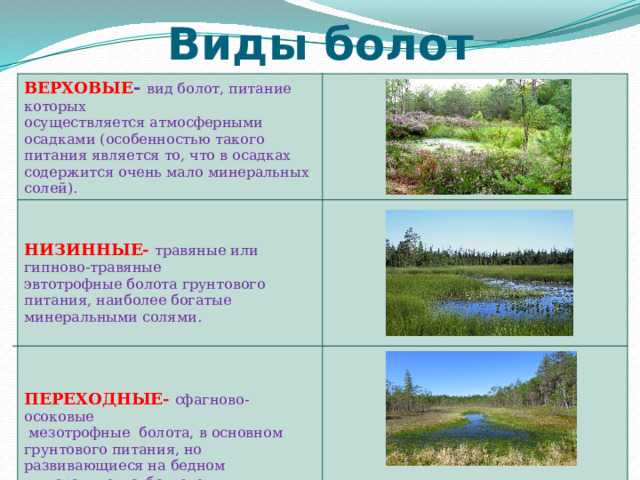 Как построить болото в майнкрафт: советы и руководство
