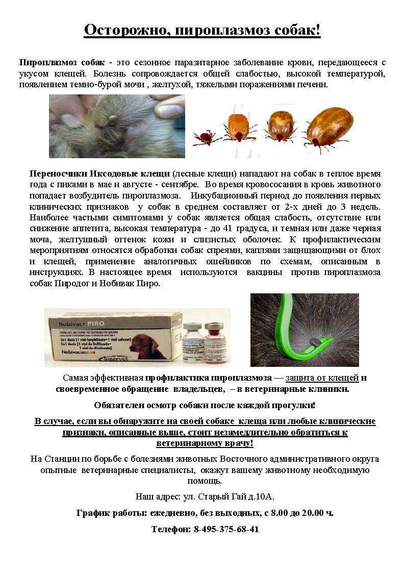 Пироплазмоз
