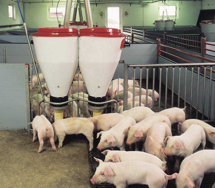 Кормление свиней • рацион и условия в домашних условиях