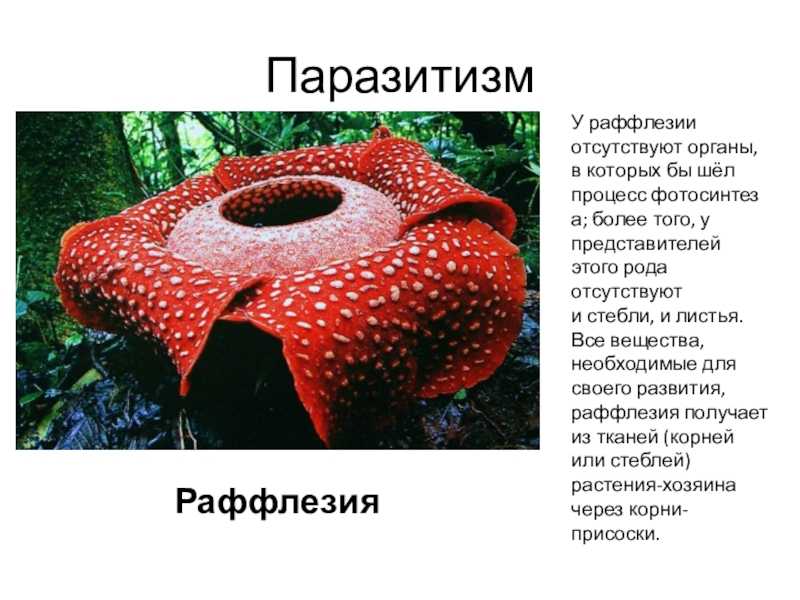 Паразитизм: что это такое, виды, формы, характеристика, примеры