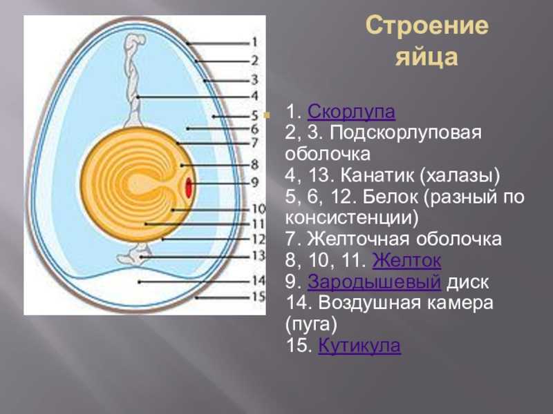 Подробное строение куриного яйца и яйца других птиц: скорлупа, белок и желток