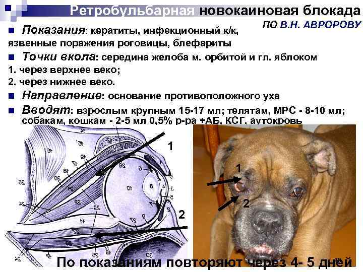 Тема №13: «топографическая анатомия области холки, грудной и брюшной областей» | контент-платформа pandia.ru
